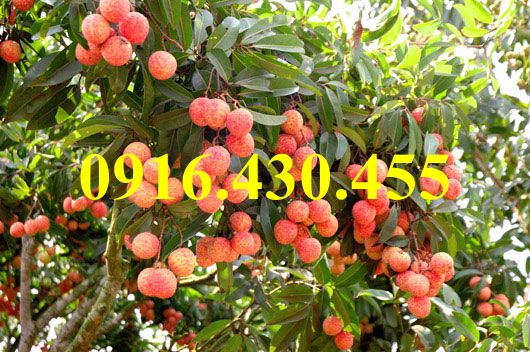 Cây giống vải chin sớm